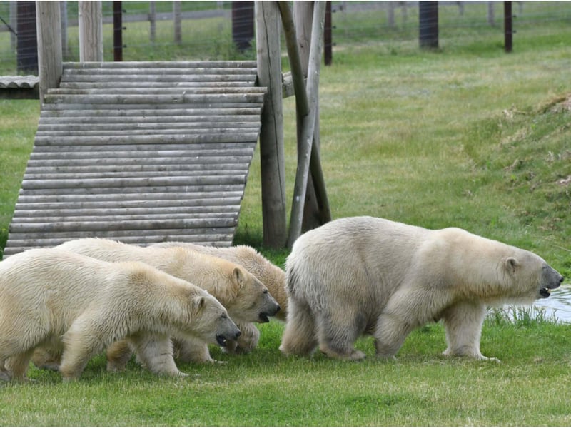 The bears are already settling in to their new home.