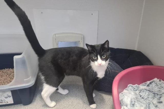 A 2-year-old black and white domestic shorthair crossbreed, Baxter is a very affectionate and loving cat, but does have a sassy side to him - if he has had enough of you he will let you know with a hiss or a slap. The way to Baxter's heart is food - a very enthusiastic feeder!