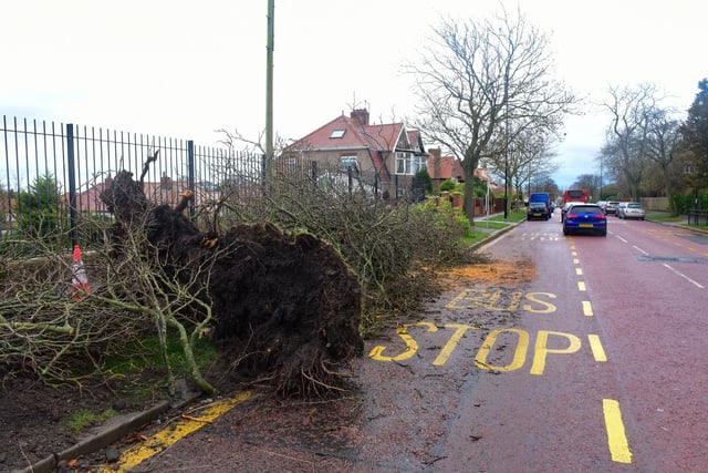Storm Arwen has caused damaged to trees across the region, including on Queen Alexandra Road.