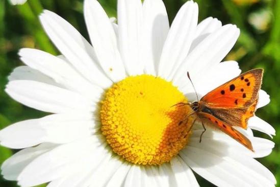 A butterfly stops for a rest on a daisy. From @oliviaclare_photography