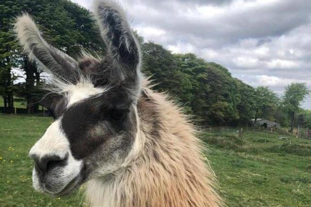 Adorable alpaca, stripy skunks, mischievous meerkats and beautiful birds from far-off lands are among the wildlife wonders at this animal park where visitors can get up close to learn more about them. Go to www.mayfieldanimalpark.co.uk