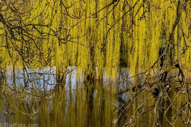 Spring leaves coming in on a willow tree by @thatfotocom.