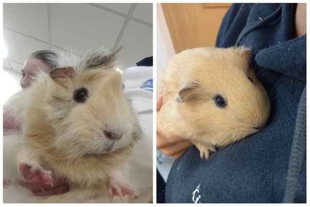 These cute guinea pigs were found by shocked residents abandoned in a cardboard box on a Sheffield estate in the middle of the night.