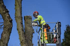 Sheffield Council has apologised over the tree scandal. Picture Scott Merrylees