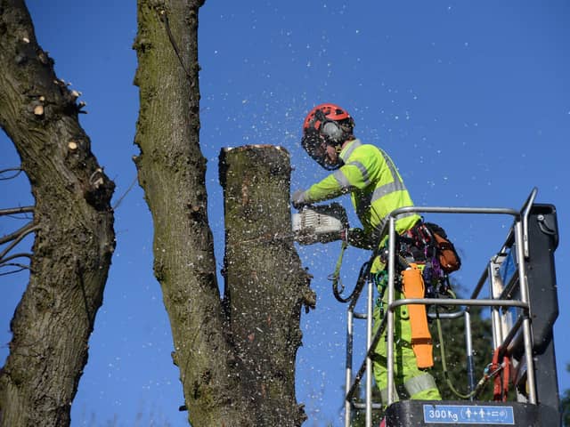 Sheffield Council is spending more than £1 million making amends following the tree felling scandal. Picture Scott Merrylees