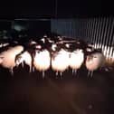 Officers in South Yorkshire were sent on an unusual mission last night after a flock of sheep wandered onto the railway line in Doncaster. Credit: British Transport Police