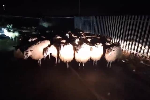 Officers in South Yorkshire were sent on an unusual mission last night after a flock of sheep wandered onto the railway line in Doncaster. Credit: British Transport Police