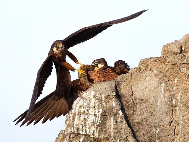 A photo by Alberto Fantoni, which is a 2020 category prize winner at the Wildlife Photographer of the Year competition.