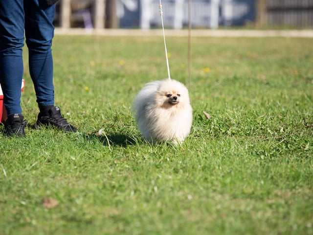 I'm not sure if there was a 'fluffiest dog' class, but this one should definitely be a contender.