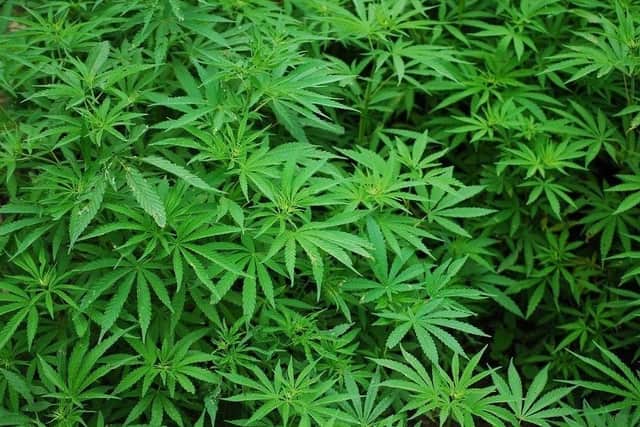 James Holman, 55, of Monksbridge Road, Sheffield, was caught with 1,162g of herbal cannabis in two bags. He admitted possession of the drug, which he said was for personal, medicinal use. Pictured, courtesy of Pixabay, is an example of cannabis plants