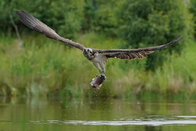 These incredible images capture the moment an osprey makes a successful catch in Aviemore, Scottish Highlands.  A sharp eyed photographer captured the moment an osprey rises from the water clutching its next meal.  Alan Wemyss, 55, snapped the majestic bird soaring over the water before it dipped its talons in and grabbed a fish.  The osprey's huge wingspan and piercing yellow eyes can be seen in the dramatic shots as it carries off the catch. Alan, a joiner, took the pictures in Aviemore, Scottish Highlands and said the birds began fishing as the sun came up.