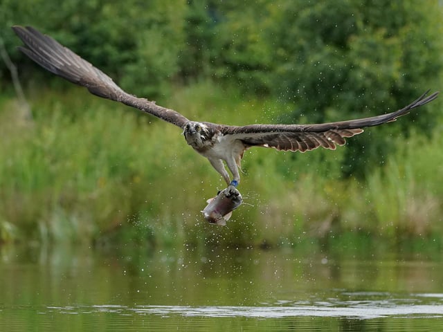 These incredible images capture the moment an osprey makes a successful catch in Aviemore, Scottish Highlands. A sharp eyed photographer captured the moment an osprey rises from the water clutching its next meal. Alan Wemyss, 55, snapped the majestic bird soaring over the water before it dipped its talons in and grabbed a fish. The osprey's huge wingspan and piercing yellow eyes can be seen in the dramatic shots as it carries off the catch. Alan, a joiner, took the pictures in Aviemore, Scottish Highlands and said the birds began fishing as the sun came up.