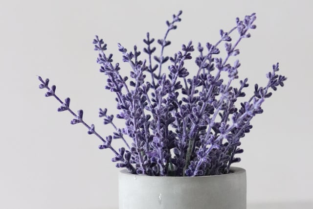 Place your lavender plant in the bedroom, and the scent will help to reduce your stress levels, enabling you to sleep better. To let it grow, water it regularly and leave it in a place that gets a lot of light.