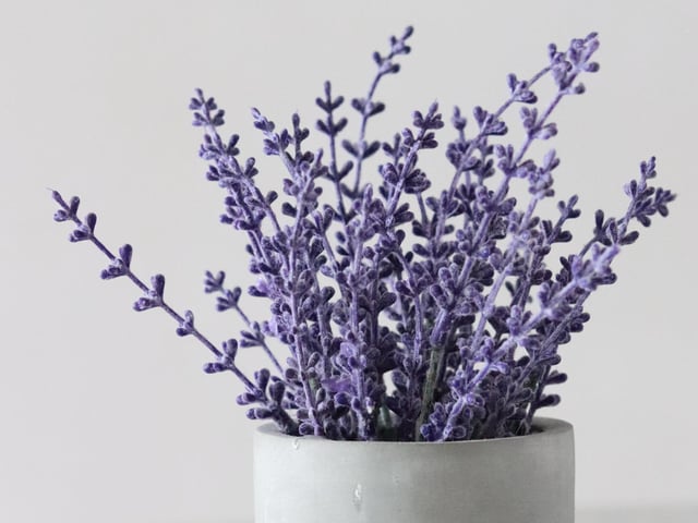 Place your lavender plant in the bedroom, and the scent will help to reduce your stress levels, enabling you to sleep better. To let it grow, water it regularly and leave it in a place that gets a lot of light.