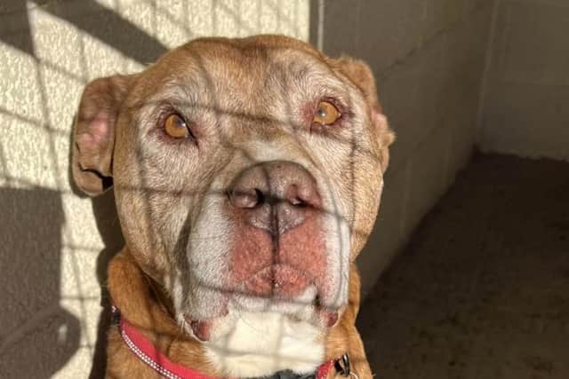Walter, a Staffy cross, has never known a loving home, says Helping Yorkshire Poundies, after being kept on a chain his whole life. The Rotherham-based charity is trying to find him the forever home he deserves