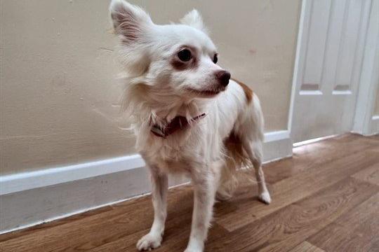 Bella is a calm girl who will happily sit and watch the world go by - preferably while cuddling up next to her favourite people. She can be a little shy at first and needs somebody who has the patience to work with her and earn her trust.