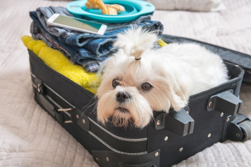 While anyone taking a pet on holiday with them to Europe previously would have been able to use an EU pet passport, these are no longer valid post-Brexit. Instead, pet-owners must visit a specialist vet ten days or less prior to travel to get an EU Model Health Certificate