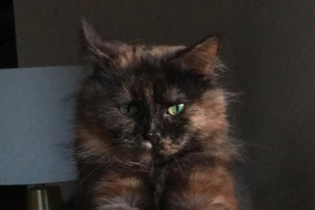 Longhair tortoiseshell cat Pixie, who lives with Katie Mackie