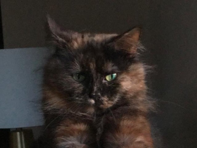 Longhair tortoiseshell cat Pixie, who lives with Katie Mackie
