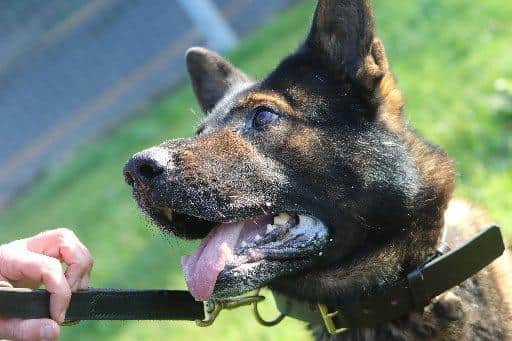 Police dogs are used in a number of operations across South Yorkshire every day