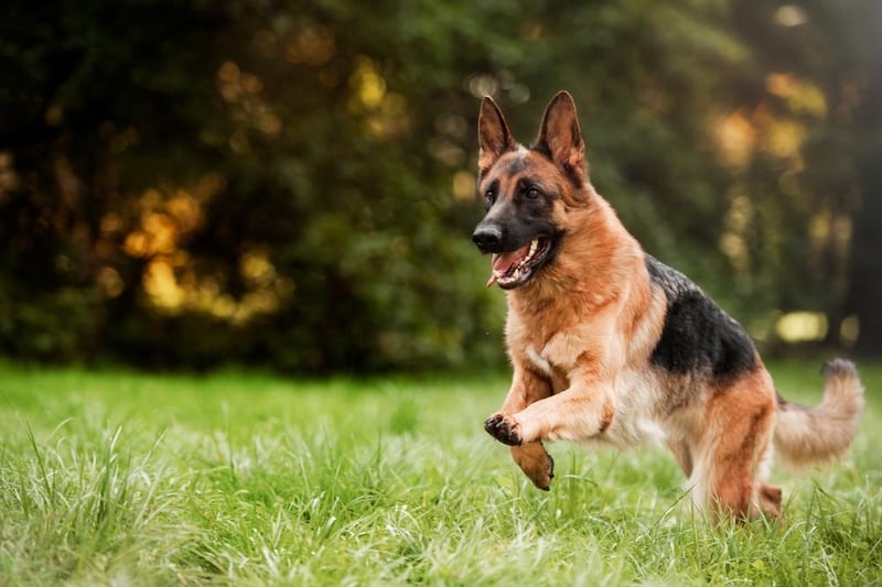 The German shepherd (Alsatian) is fourth on the list, with 2,645 purchased through lockdown.