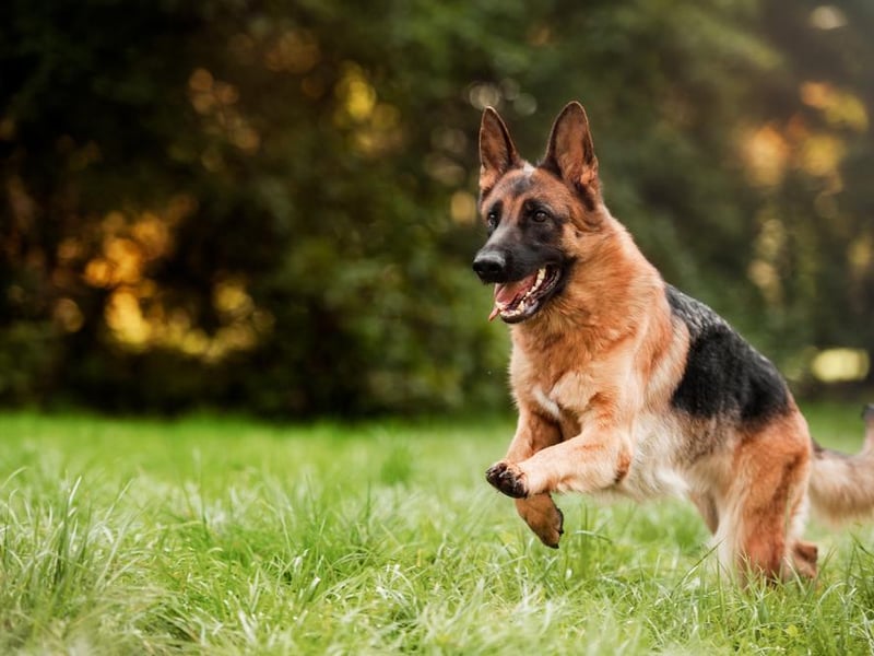 The German shepherd (Alsatian) is fourth on the list, with 2,645 purchased through lockdown.