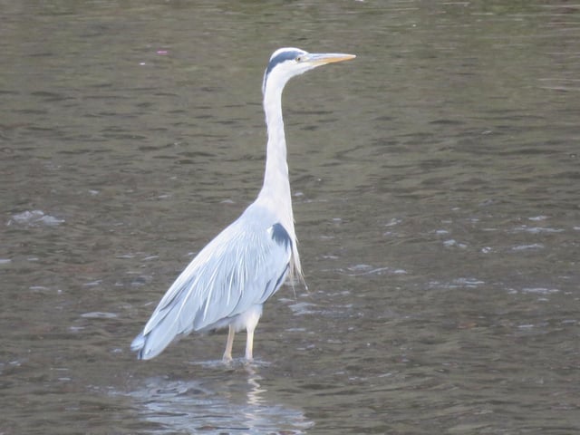 Heron on Sheffield's Five Weirs Walk by Irene Gilsenan