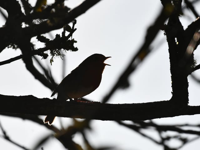 Birds of Culzean.