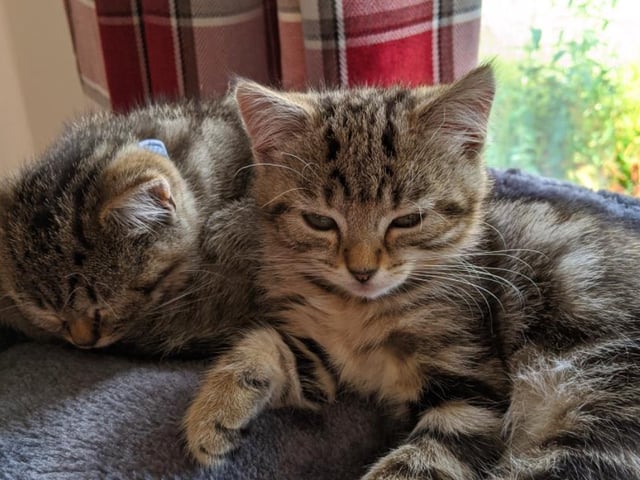 Kirsty Reid sent us this photo of her two cats, Lexie and Bobbie-Jean