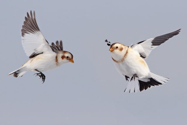 Snow Bunting are adorable little fluffballs which are one of the rarest breeding birds in the UK. They are found on the high tops of Scotland's mountains but, as temperatures rise, their natural habitat is getting smaller and smaller. Under a low emissions scenario, these birds could decrease by 90 per cent by 2080 - 98 per cent in a high emissions scenario.