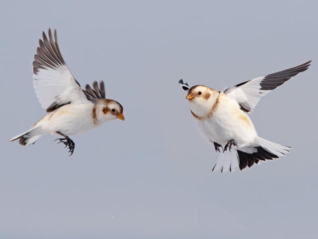Snow Bunting are adorable little fluffballs which are one of the rarest breeding birds in the UK. They are found on the high tops of Scotland's mountains but, as temperatures rise, their natural habitat is getting smaller and smaller. Under a low emissions scenario, these birds could decrease by 90 per cent by 2080 - 98 per cent in a high emissions scenario.