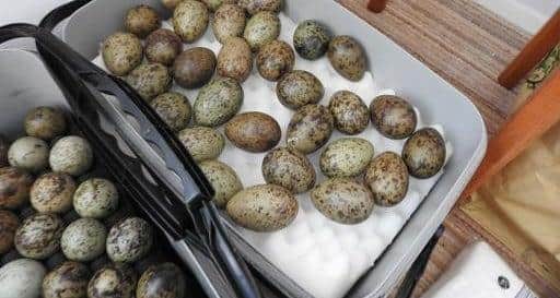 179 black-headed gull eggs were found at home of Terence Potter. Photo credit: The RSPB