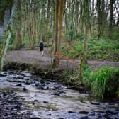 A run through Forge Dam woods: Tony Johnson