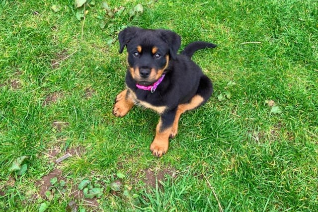Nala, a Rottweiler puppy, sent in by owner Stephanie Kay