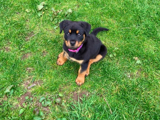 Nala, a Rottweiler puppy, sent in by owner Stephanie Kay