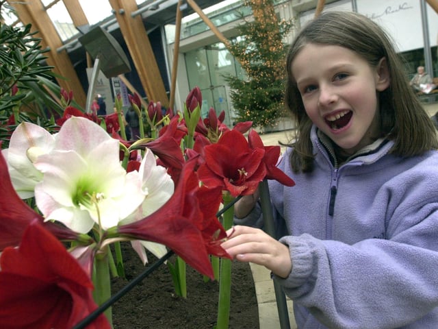 Chloe Cheetham (9) of Wordsworth Place, Dronfield, admires the amaryllis in the Winter Garden back in 2003