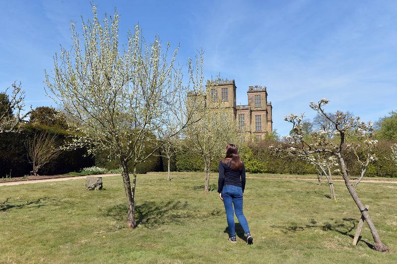 Blossom is blooming across Derbyshire and the National Trust is inviting people to emulate Japan’s Hanami – the ancient tradition of viewing and celebrating blossom - with its #BlossomWatch campaign. Hardwick Hall in spring bloom. Hardwicks fruiting orchard.