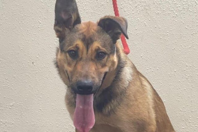 This eight-month-old male cross German Shepherd is looking for a new home. He was brought into kennels after being found roaming as a stray. He is very friendly and loves his toys. He can be very boisterous and is strong on the lead. He doesn’t seem to be housetrained and needs all aspects of basic training. He seems OK with other dogs and could perhaps live with an older tolerant dog. To enquire about adoption, contact Sheffield Council Kennels on 0781 7497 995.