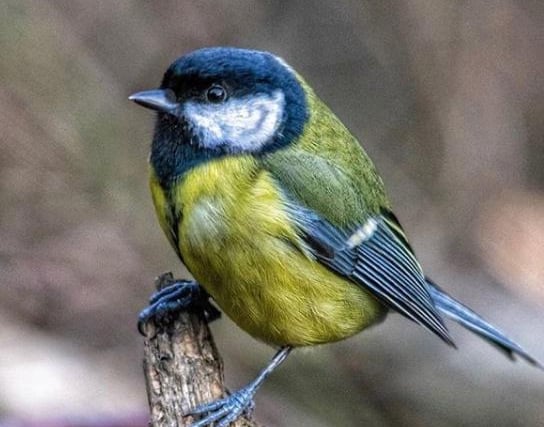 Just because we can't get out and about doesn't mean we can't enjoy nature. There's plenty of birds to watch in your very own garden. By @d_j_t_photography
