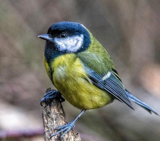 Just because we can't get out and about doesn't mean we can't enjoy nature. There's plenty of birds to watch in your very own garden. By @d_j_t_photography