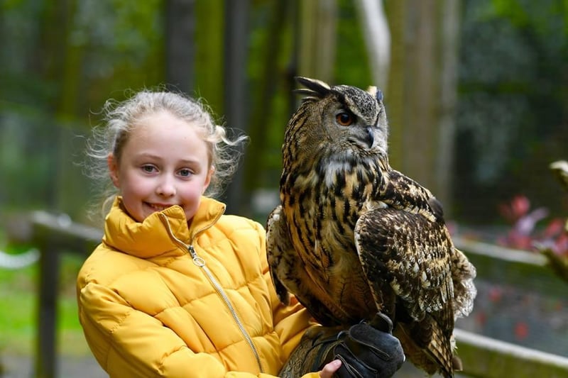 Northern Ireland's premier owl, bird of prey and exotic animal conservation centre, World of Owls is based within Randalstown Forest.  The centre is also home to reptiles, minibeasts, and a host of other rescues from alpacas to rabbits.