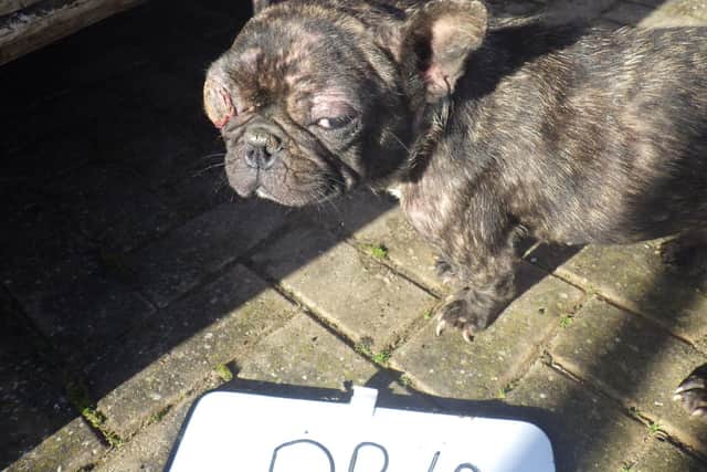 A French bulldog was forced to undergo surgery last year after being discovered in a shocking state in the back of a faeces-soaked van in Bawtry, South Yorkshire.
