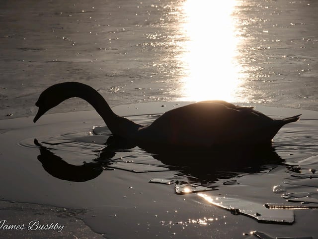 Swanning around at Joe's Pond, Houghton Nature Reserve.