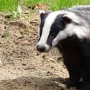 File photo. Two Doncaster men have been charged for allegedly making and sharing videos showing dogs beings used to abuse wild animals Photo: Dirk (Beeki®) Schumacher from Pixabay