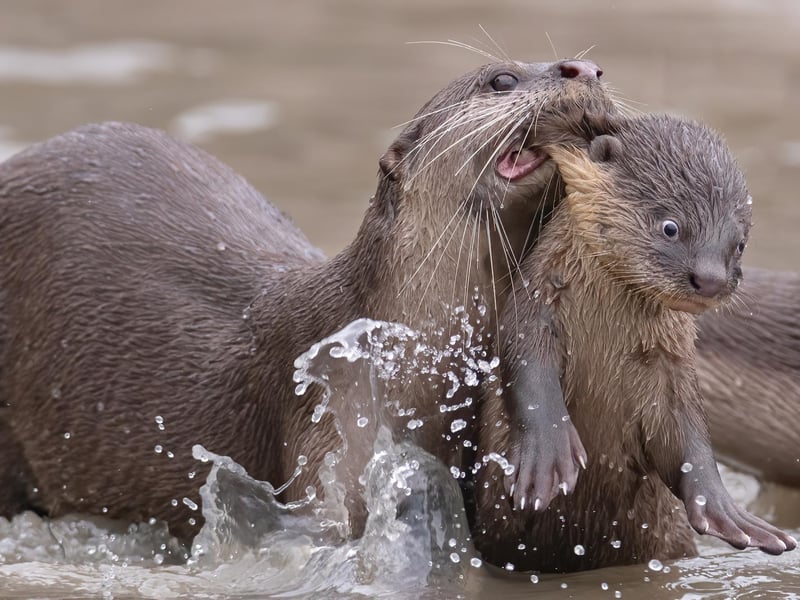 A smooth-coated otter "bit" its baby otter to bring it back to and fro for swimming lesson
Animal: Smooth-coated otter
Location of shot: Singapore