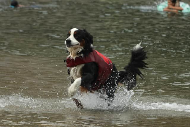 Here is everything you need to know about keeping your pets cool as temperatures soar and Sheffield experiences a heatwave. Photo by Buddhika Weerasinghe/Getty Images.