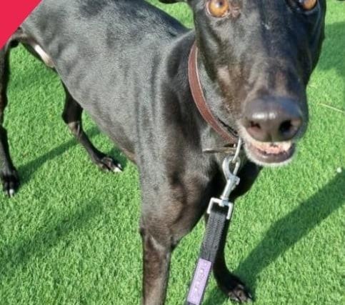 A 3-year-old greyhound, Leonard is a very relaxed dog who just wants a few gentle walks and soft bed. He is quite a timid dog but is able to come around quickly to his new surroundings.