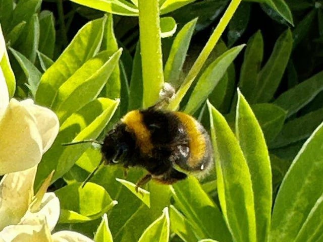 Insect Thursday taken by @JohnH14458271