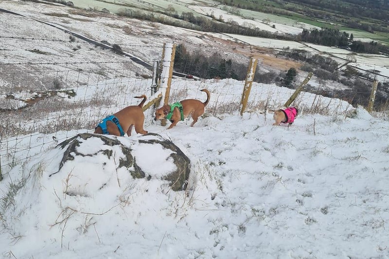 Berni Deehan and her dogs enjoying the snow