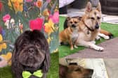 9 pictures of their dogs sent in by Star readers.